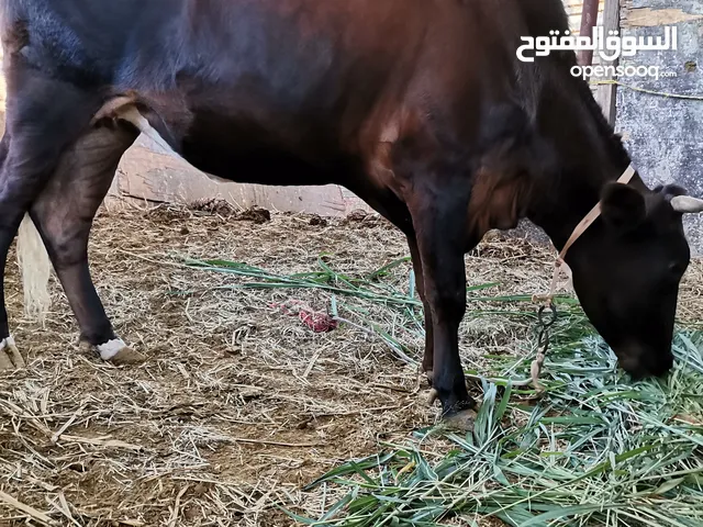 بقره وعجله للبيع