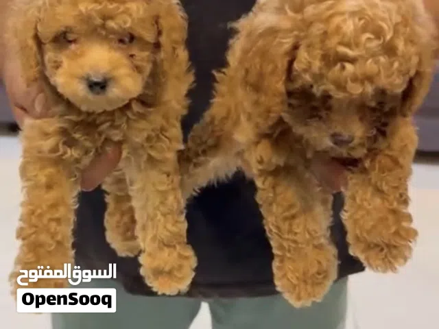 Toy poodle