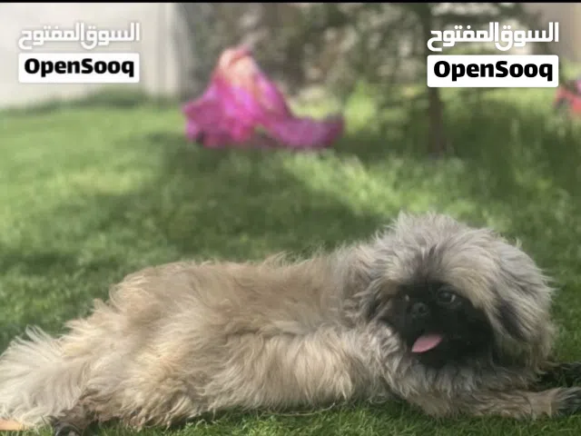 السلام عليكم ورحمه لله وبركاته