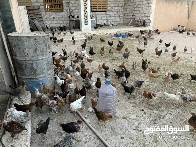 كتكوت مخلط للليع