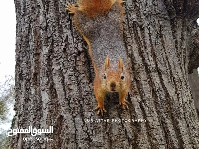 مطلوب سنجاب  نثيه