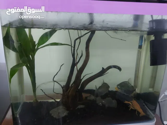 حوضين سمك مه الاسماك للبيع