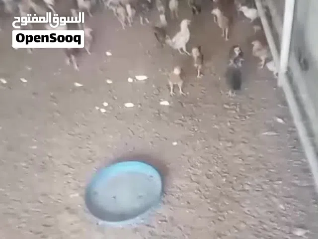 تصفية دواجن