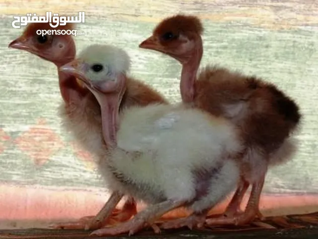 صيصان ابو رقيبه 150 عمر شهر  وخمسين صوص بلدي