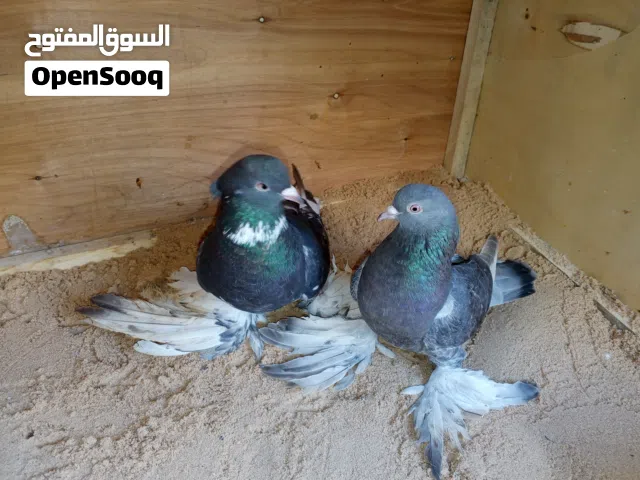 السلام عليكم