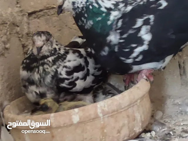 خمس جواز شغالة بحق الله.. اقرأ الوصف
