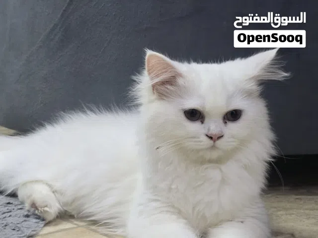 Persian Cat