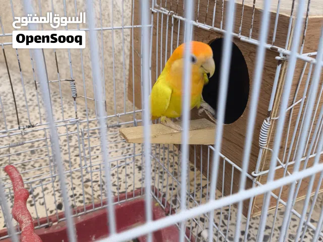 كوبيا بركديلو البيع مشاء الله