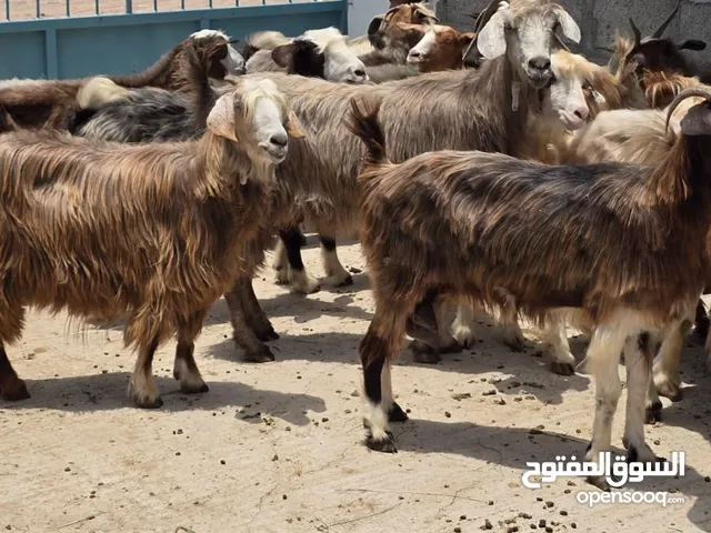 غنم جباليات اغلبهن ذبايح سمان وشي عشرات