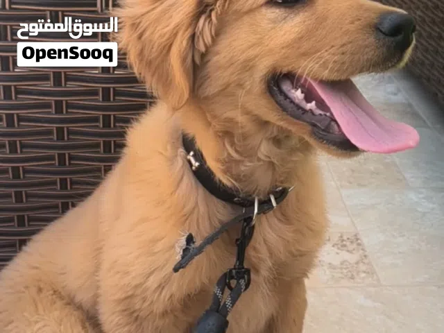كلب جولدن للبيع