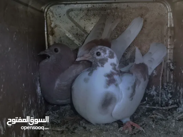 زغاليل بلدي حجم كبير وصحه ما شاء الله
