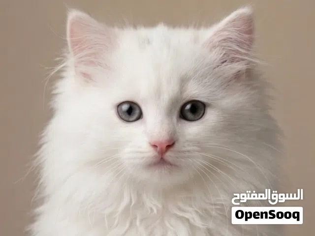 لاداعي للوصف الصور تتحدث