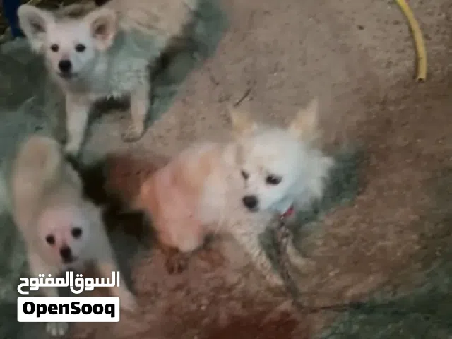 كلاب للبيع مدربه ومرحه  وقابل للمساومه