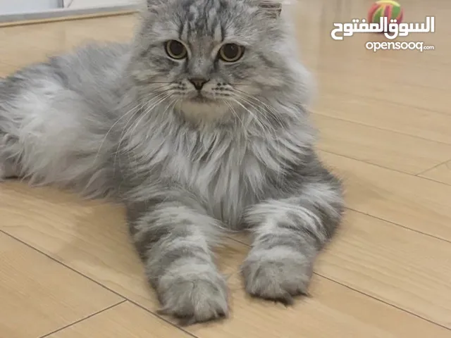 قط شيرازي للتبني