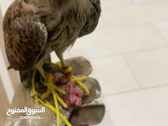 تدريب صقور
