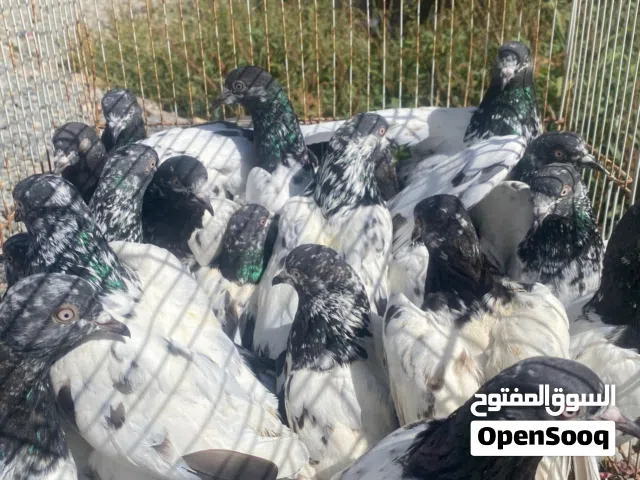 للبيع حمام باكستانيات طيران مستويات طيبة