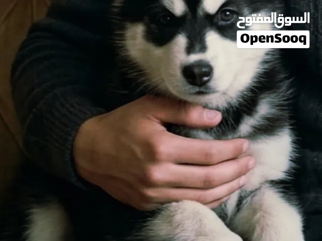 هاسكي مميز وجميل جدا