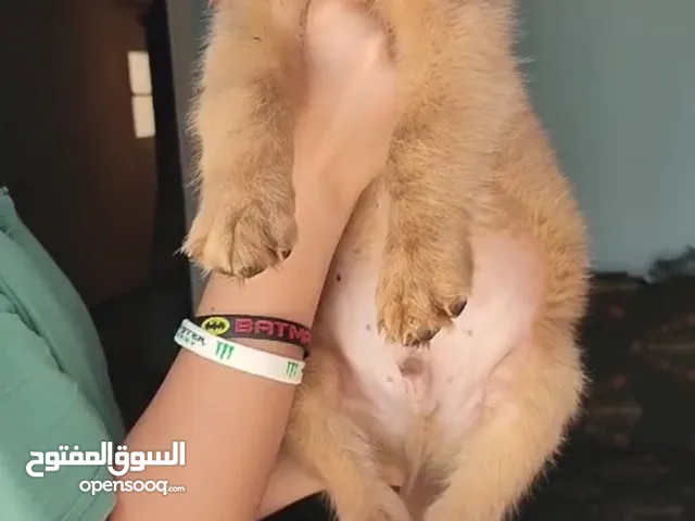 دبدوب جولدن للبيع