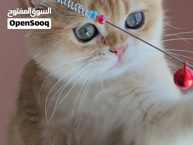 قط ذكر بريتش ny12