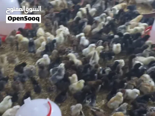 صيصان بلدي
