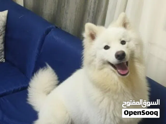 سامويد نتايه وذكر