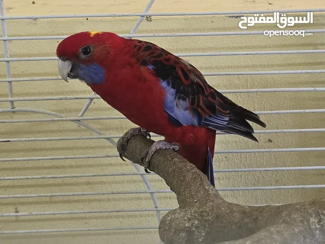 كرمسن روزيلا - Crimson Rosella