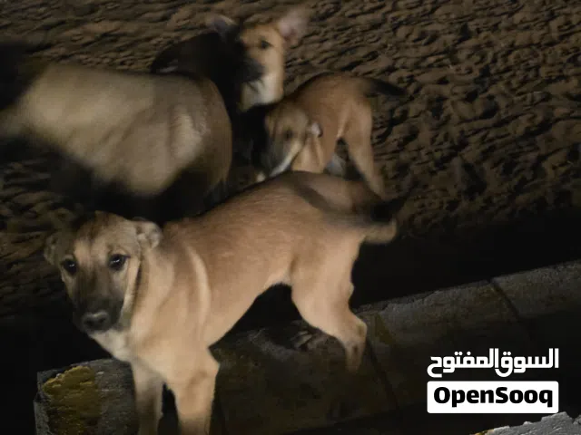 كلاب مينيوى عمر 4 اشهر جاهزين