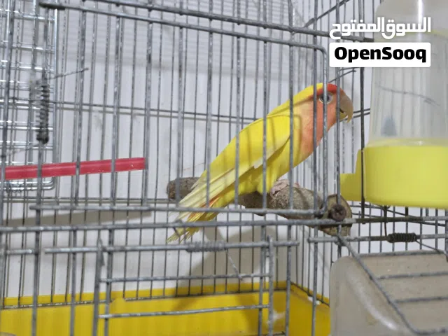 دكر روز عين حمرا عيبه عنده رجله مقطوعه وبصحه ممتازه