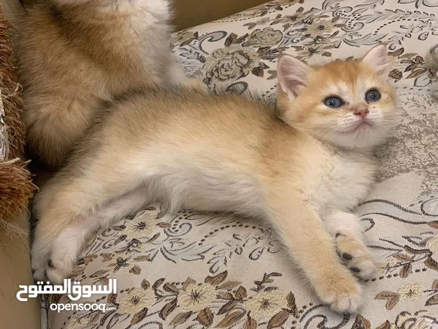 سكوتش ستريت جولدن ny11