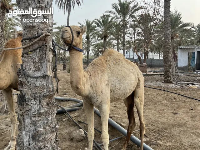 ناقه مع ولدها للبيع