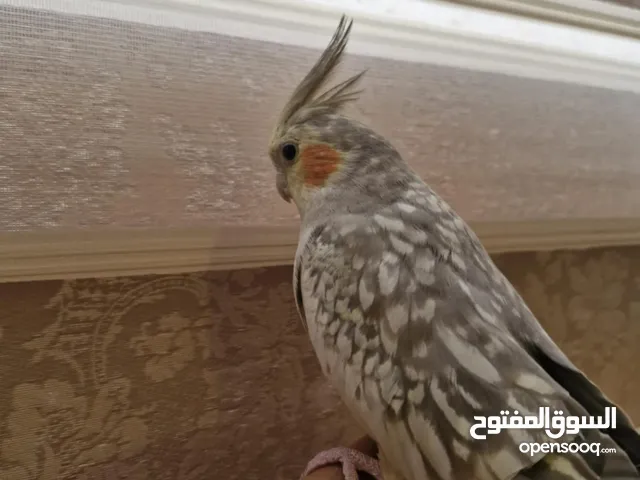 كوكتيل انثي إزبيل تبارك الرحمن