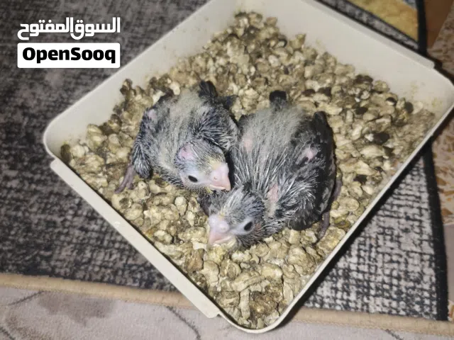 سلام عليكم اخوان متاح فراخ كوكتيل الوان حلو مال تربيه زق وسعرهن مناسب