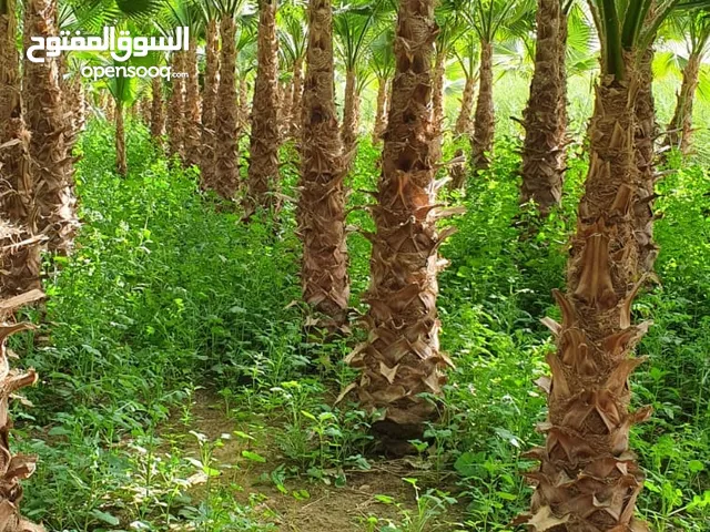 نخل واشنطونيا