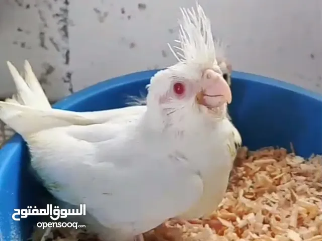 فرخين كوكتيل زق يدوي واحد البينو وواحد بايد