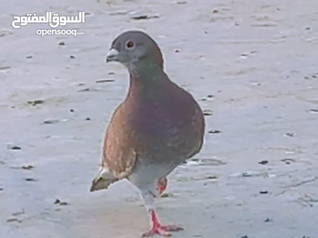 زواجل هومر حمر فحلة