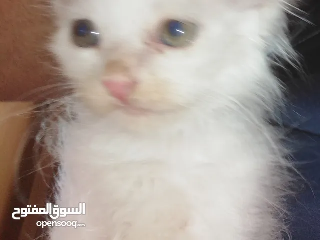 قطة شيرازي مون فيس العمر شهر ذكر للبيع بي   الموقع عدن تواصل