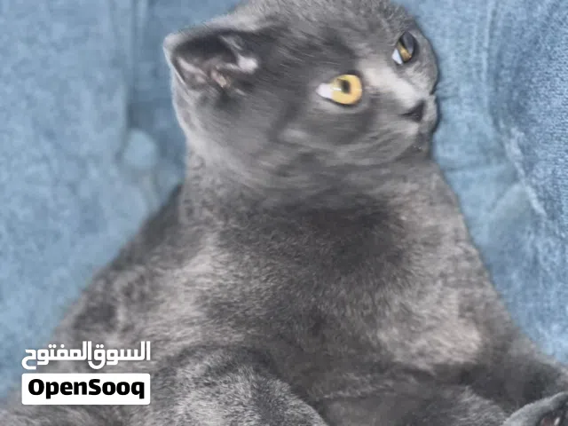 قط سكوتش فولد