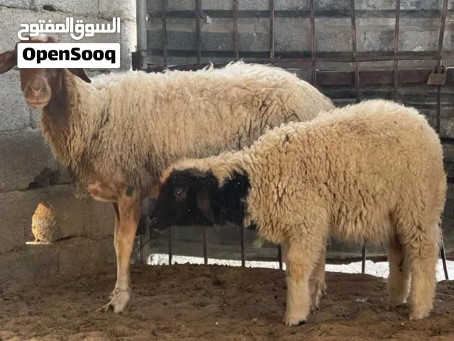 بسم الله ماشاء الله
