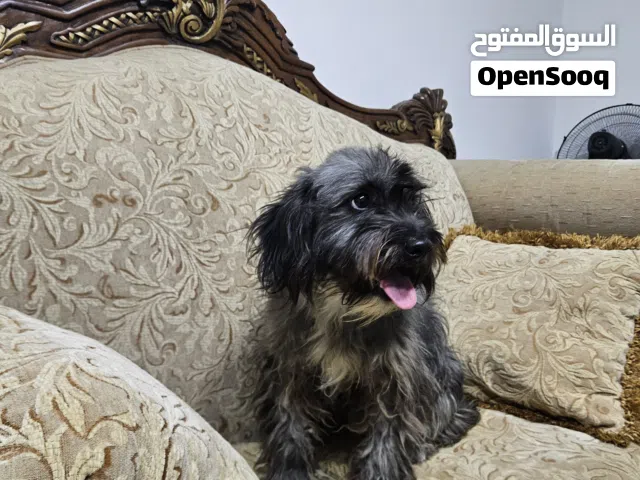 كلب ملتيز عمره سنه اليف جدا جدا ومطعم دفتر مطاعيم كامل ويحب اللعب وهادئ جدا