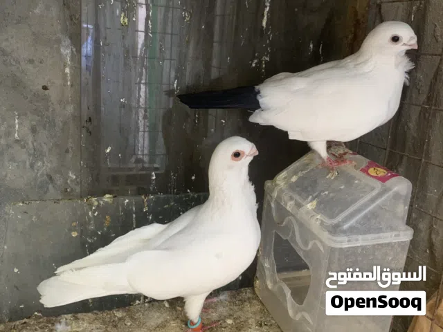 حمام نخب اول