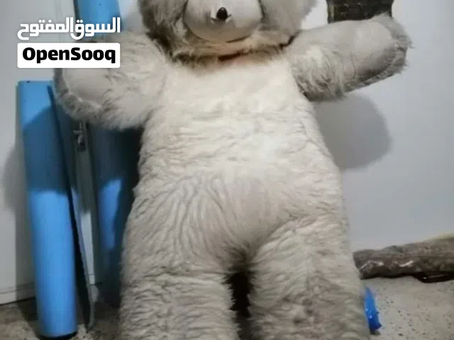 دب كبير  الحجم