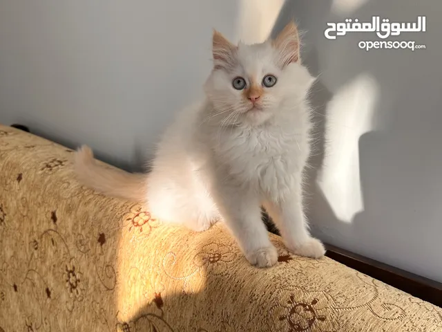 قط شيرازي موجود في اسطنبول