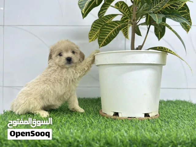She poo puppy