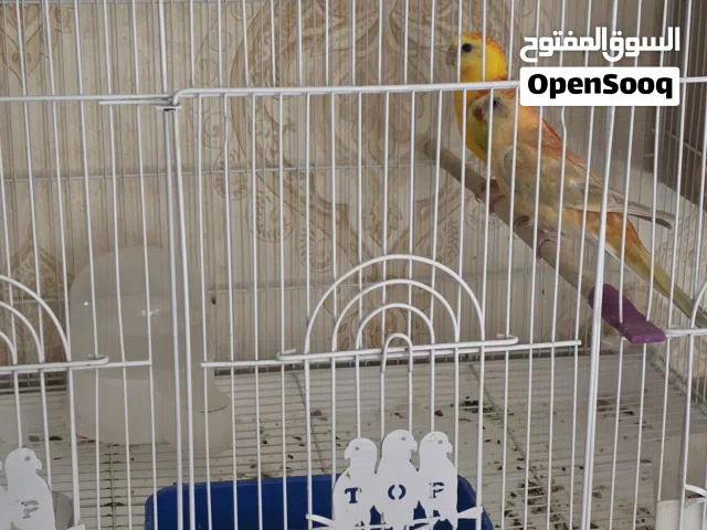 زوج طيور الريدرام للبيع