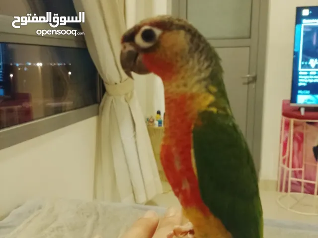 للبيع كنيور صغير جميل ماشاء الله