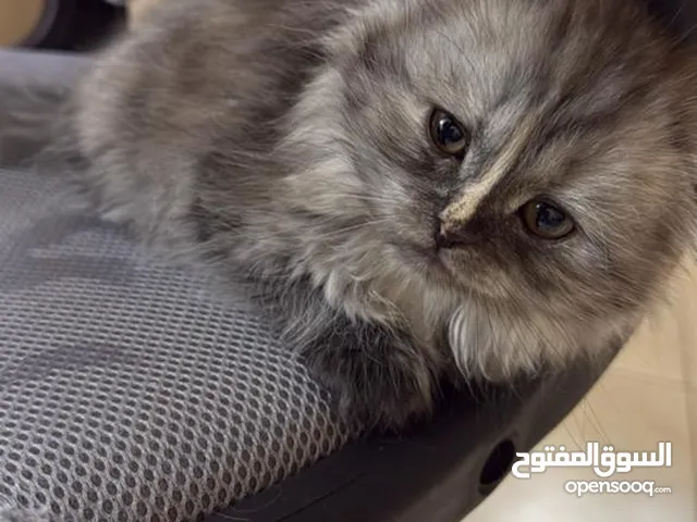 متوفر قطط للبيع عمر شهرين سكوتش مكس هيمالايا