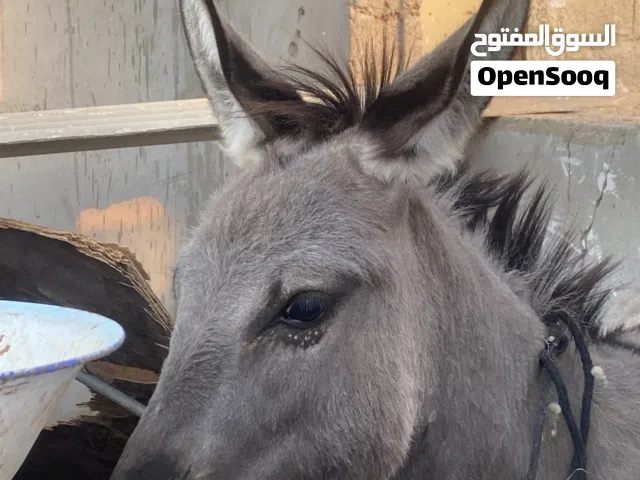 حماره للبيع