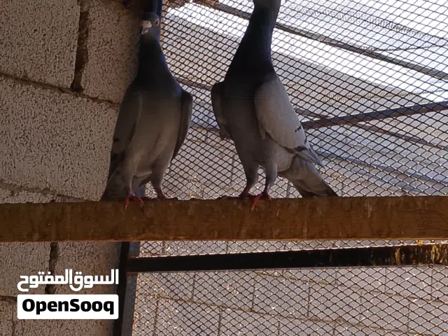 السلام عليكم جوز زاجل للبيع السعر ساوم المكان طمينه قبل كوربة بوقرين
