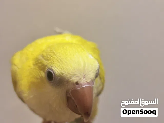 كويكر لاتيوم عيون حمر وا فيه خضار خفيف على ذيله