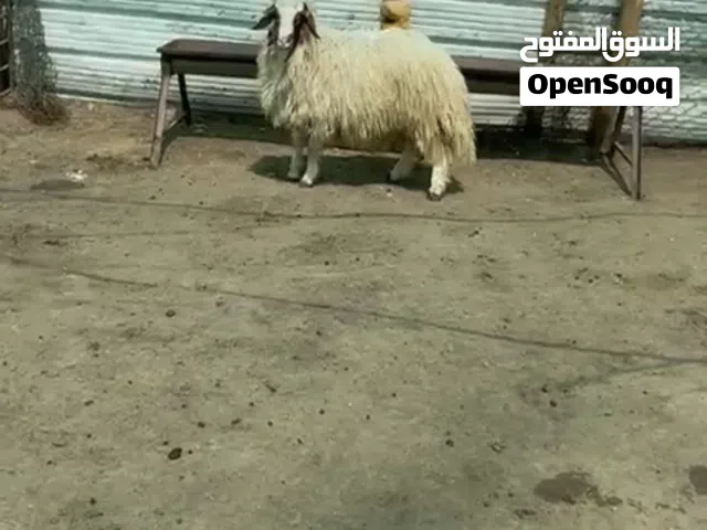 تمايم وأضاحي